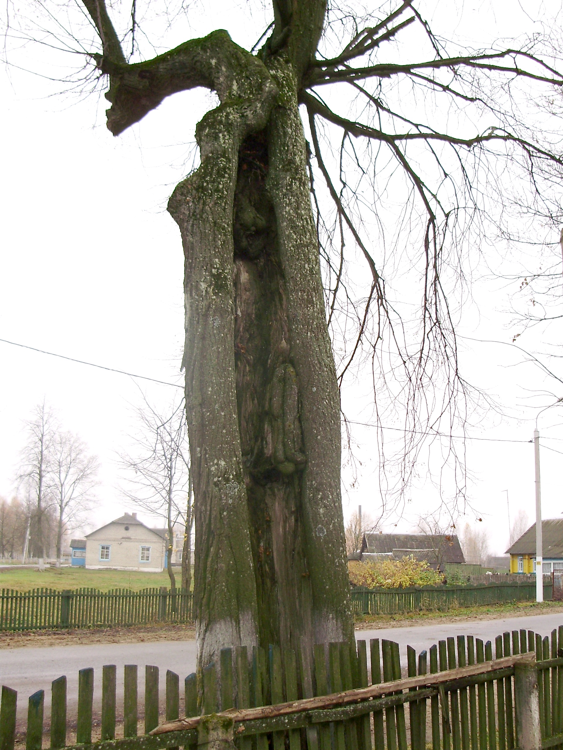 Обгоревшая липа